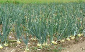 Onion Farming