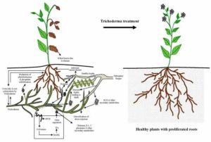 Trichoderma Treatment