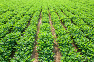 Ground Nut Crop