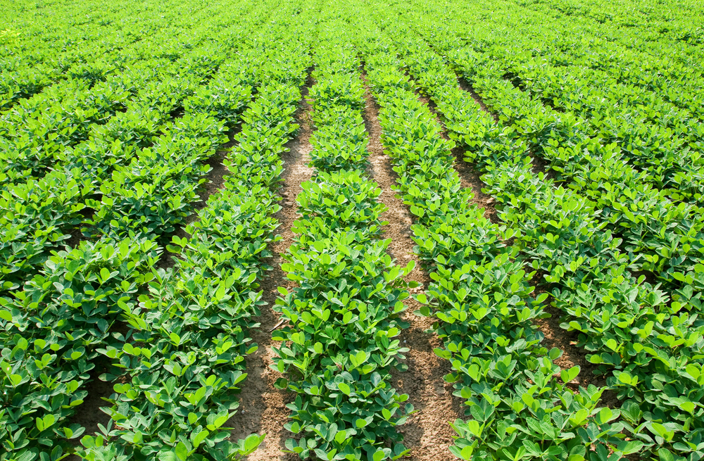 Ground Nut Crop