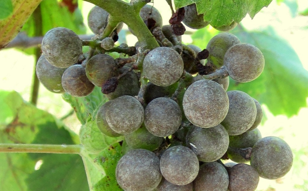 Grape Powdery Mildew Disease