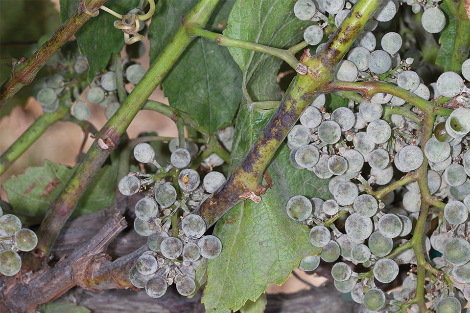 Grape Powdery Mildew