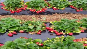 strawberry cultivation