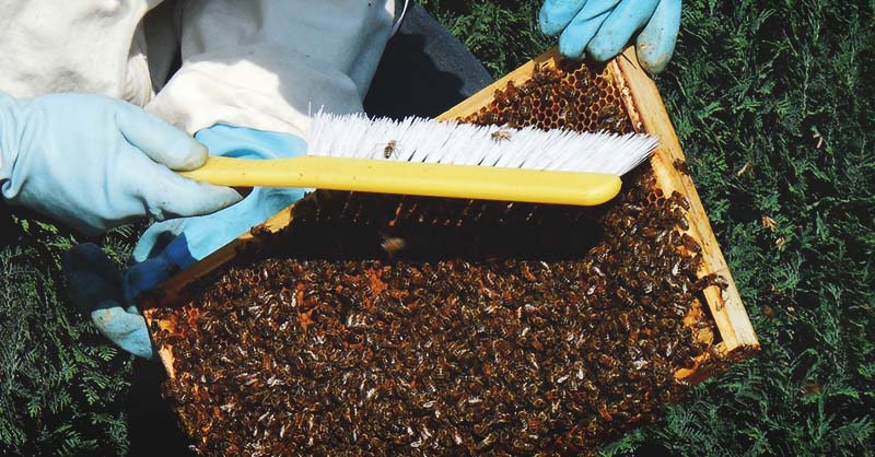 Honey Hive Management