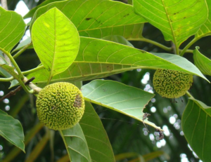 Kadamba Tree