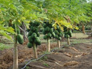 Papaya Cultivation