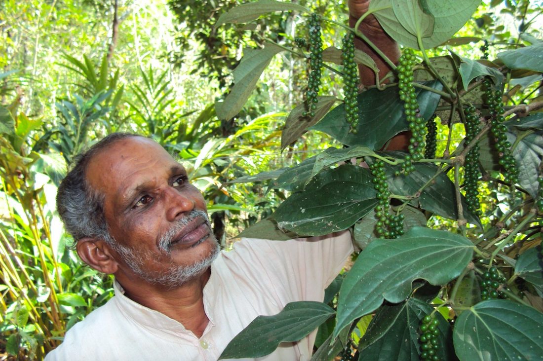 Black Pepper Farming