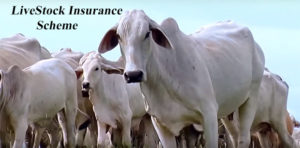 Livestock Insurance Schemes