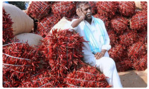 Mirchi Farmers