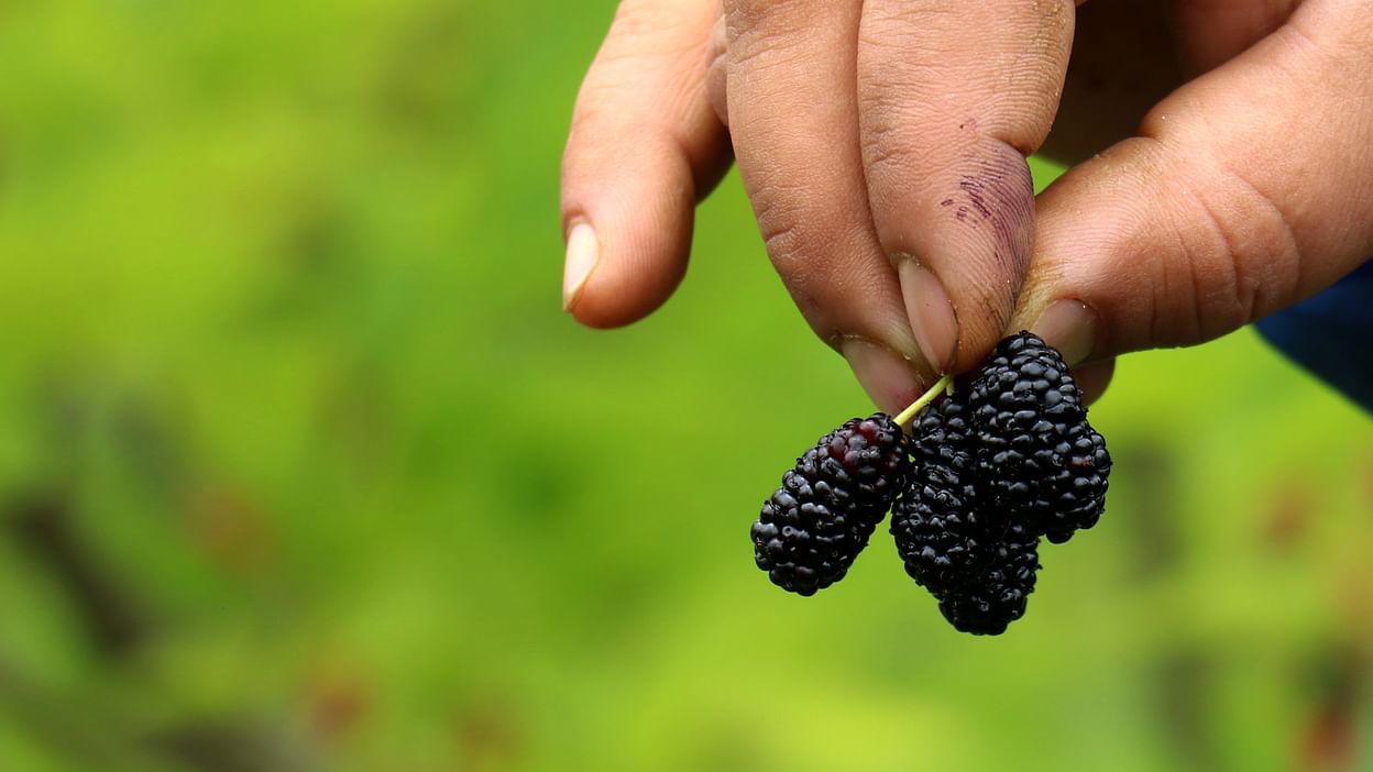 Mulberry Cultivation and Silkworm Farming