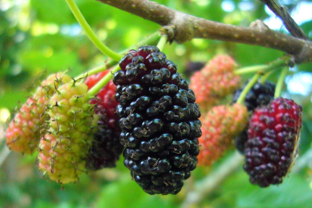 Mulberry Farming