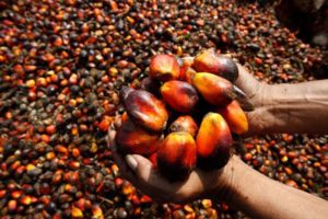 Oil Palm Cultivation