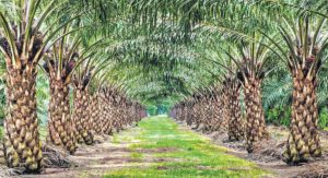 oil palm