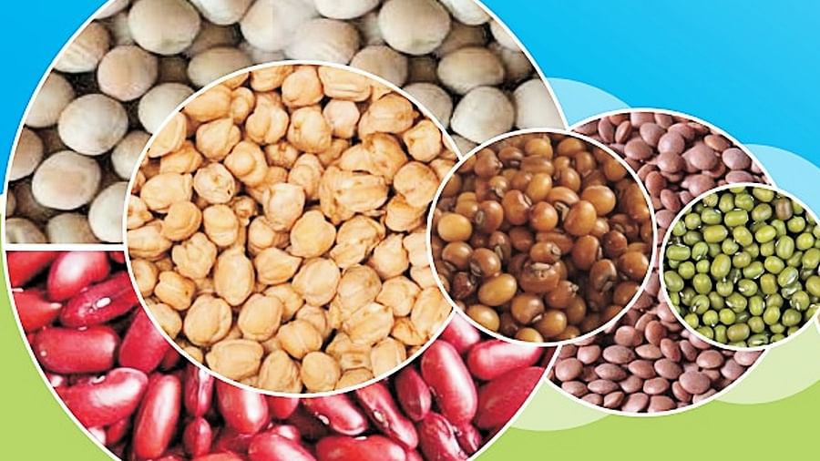 Oilseeds and Legumes