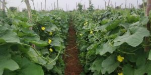 Ridge Gourd Cultivation