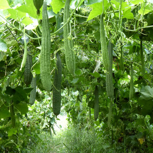 Ridge Gourd Farming