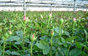 Rose Cultivation in Green Houses