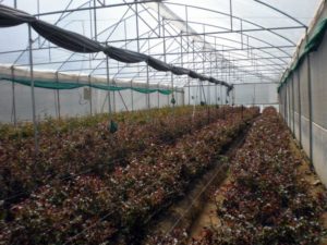 Rose Cultivation in India