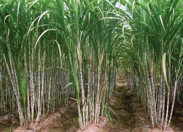 Weed Management in Sugarcane