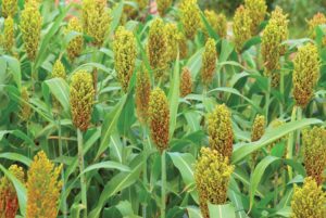 Weed Control in Sorghum