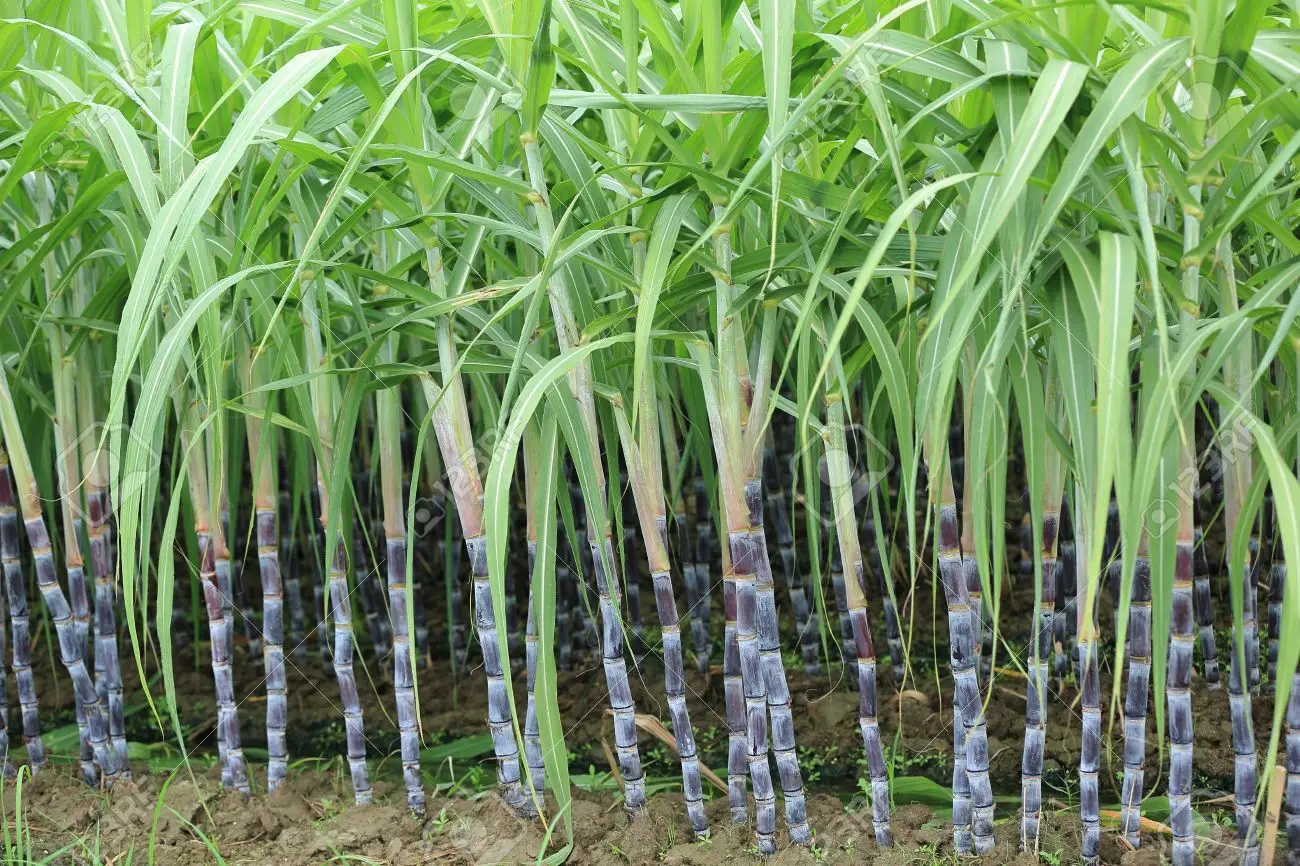 Sugarcane Crop