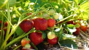 Strawberry Fruits