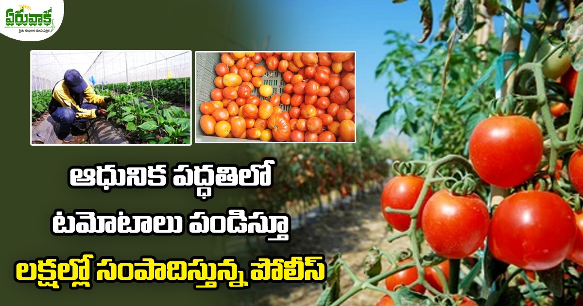 Tomato Cultivation