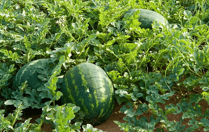 Watermelon Cultivation