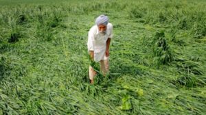 Haryana Farmers