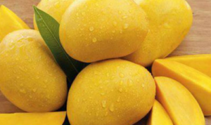 Alphonso Mangoes