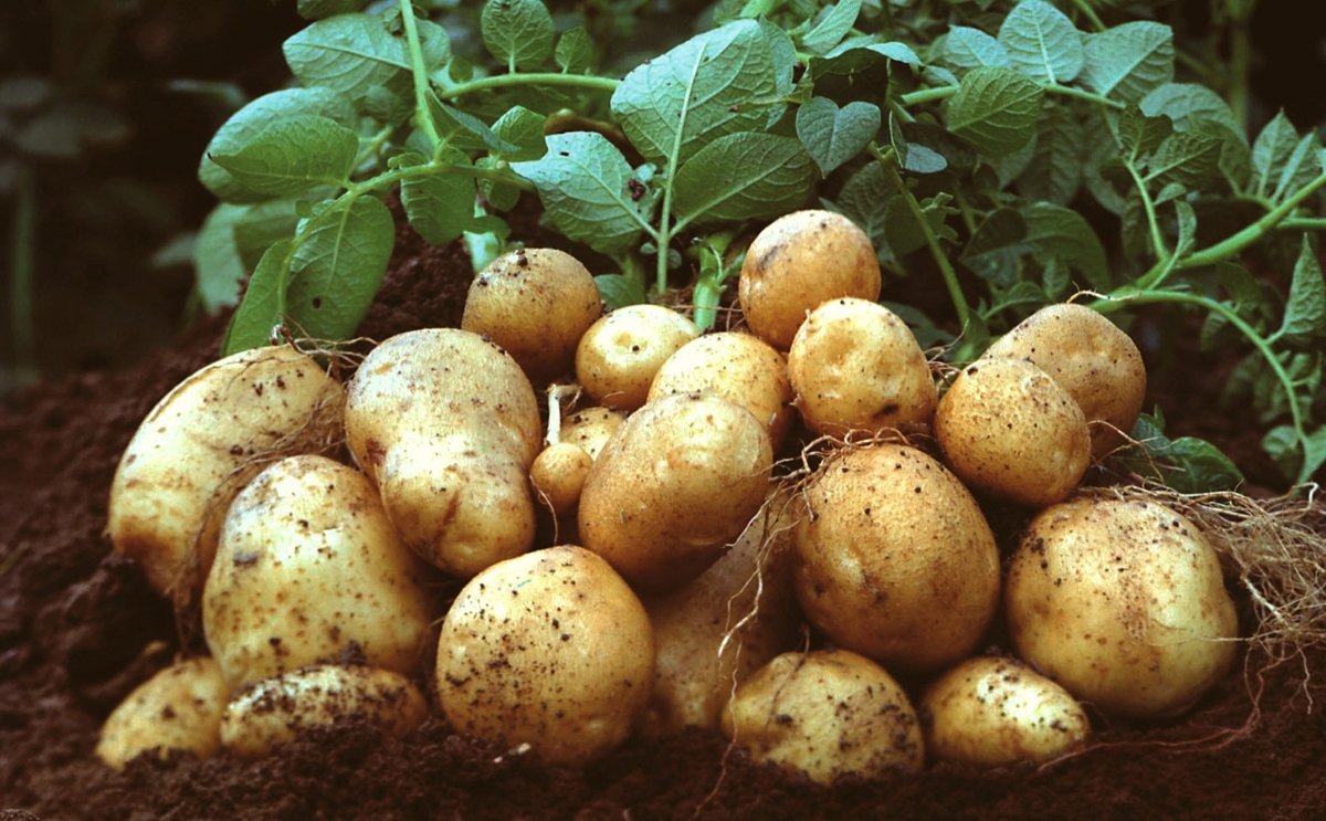 History Of Potato