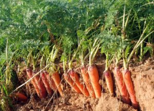 Carrot Cultivation