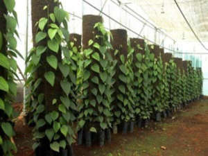 Black Pepper Cultivation