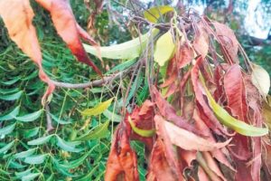 Neem Leaves