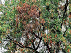 Neem Tree Disease