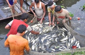 fish farmers