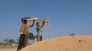 Jharkhand Paddy