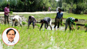 Cultivation of rice 