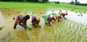 Indian Farming