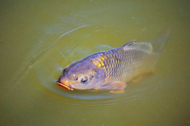 Fish Farming