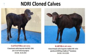 Cloned Buffaloes