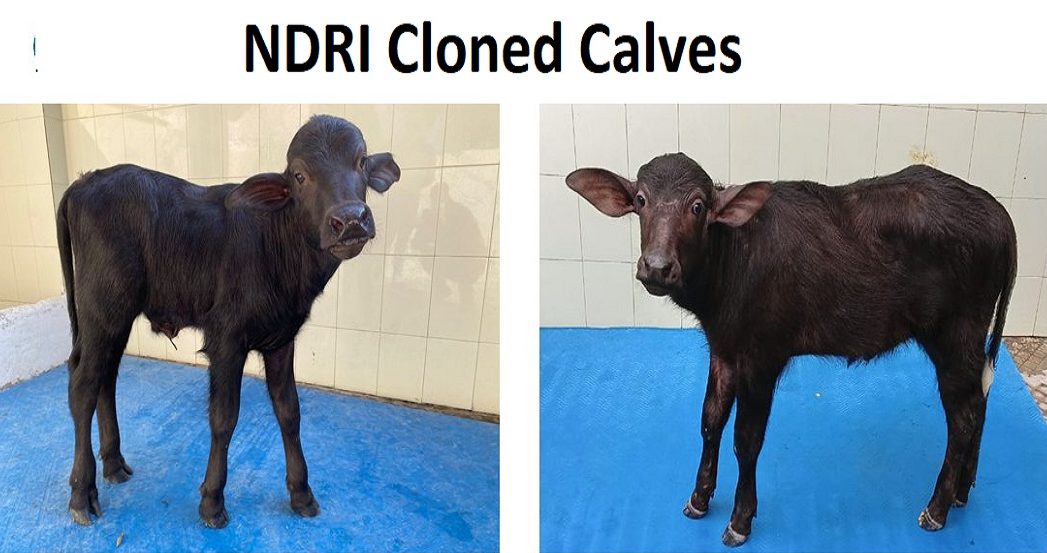 Cloned Buffaloes