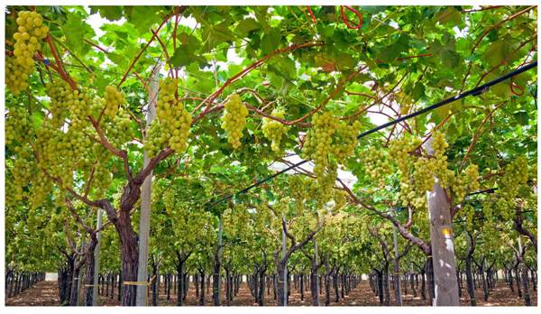 Grape Farming