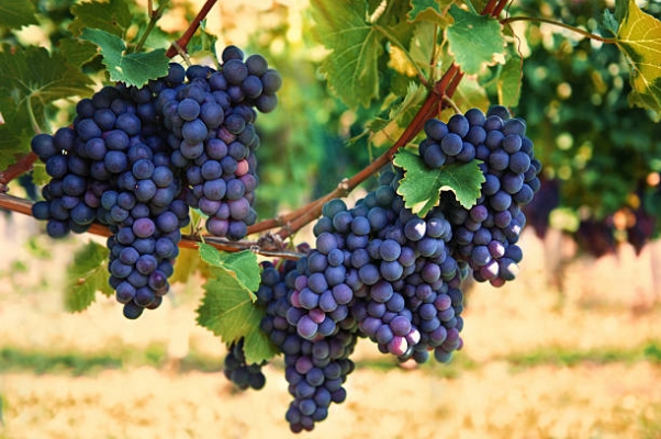 Bunches of Grapes