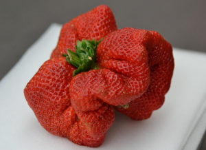 Israeli Strawberry