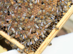 Honey Bee 