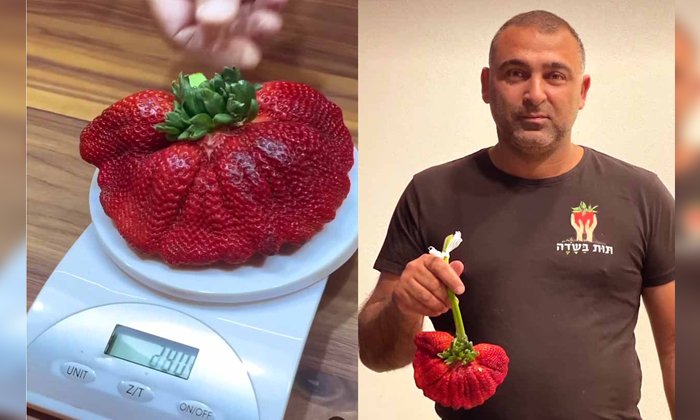 Israeli Strawberry