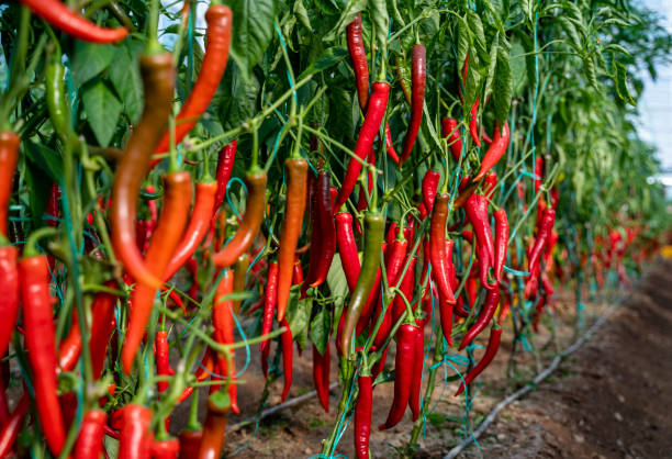 Chilli Crop and Remedies