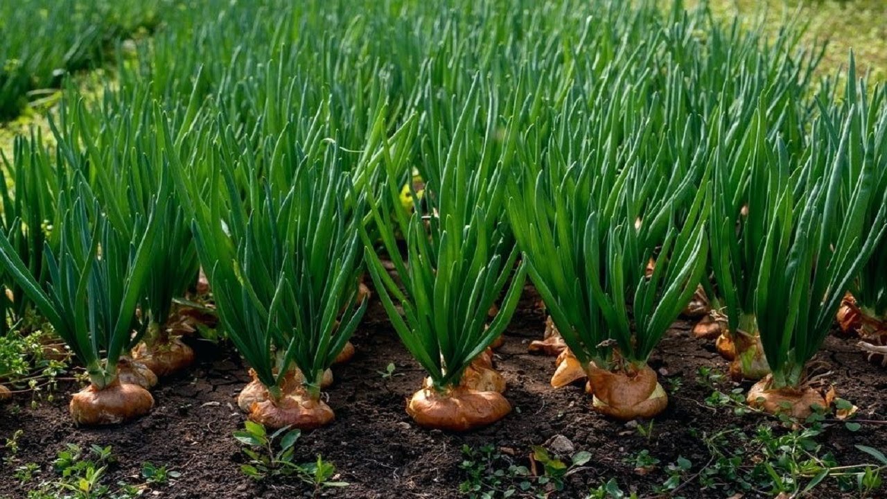 Onion Farming