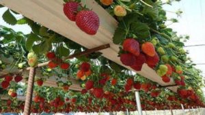 Strawberry Cultivation